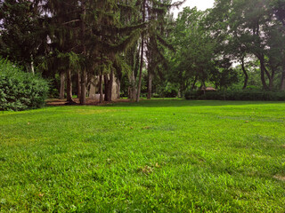 Fototapeta na wymiar Green grass with trees in the park