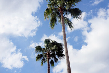 Fototapeta premium palm trees against blue sky