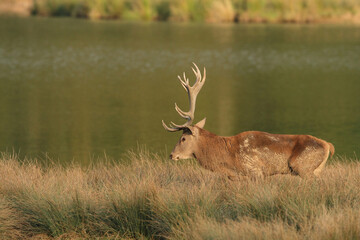 Cerf, Cervus elaphus