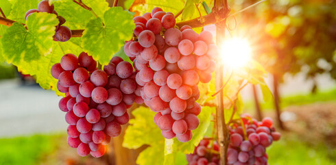 Reife Weintrauben am Weinstock im Gegenlicht