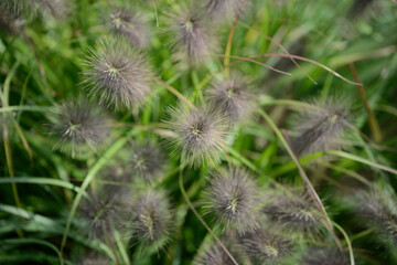 fancy grass seed heads close up