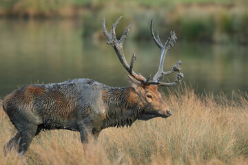 Cerf, Cervus elaphus