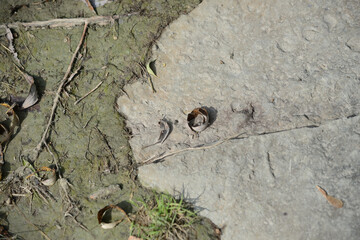 green mud and stone