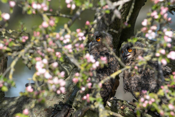 Owls on a leaf