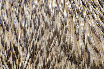 The emu (Dromaius novaehollandiae) feathers background