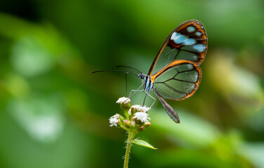 Fototapeta na wymiar A Glasswing butterfly feeding on a wild white flower in the rainforest in Trinidad W.I.