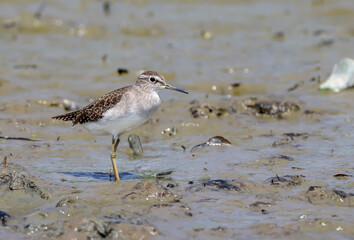 The wood sandpiper is a small wader. This Eurasian species is the smallest of the shanks, which are mid-sized long-legged waders of the family Scolopacidae.