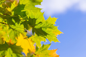 leafs of a maple tree against blue sky and clouds.Copy space.