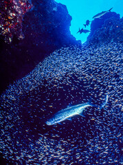 Barracudas hunting in a school of minnows.  The barracudas plunge into the school and the minnows move in a coordinated manner to avoid being eaten. 