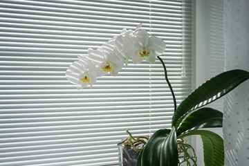 Blooming white orchid on the windowsill. Phalaenopsis on background of blinds. Green home plants. Home flower close-up. Side view, copy space.