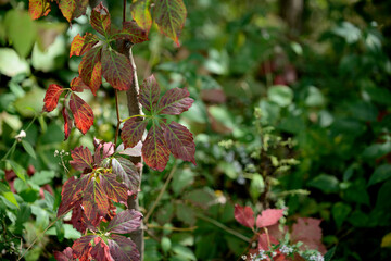 red leaves (Parthenocissus quinquefolia)