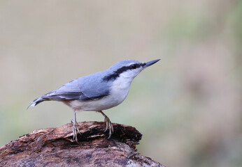 Obraz premium Eurasian nuthatch
