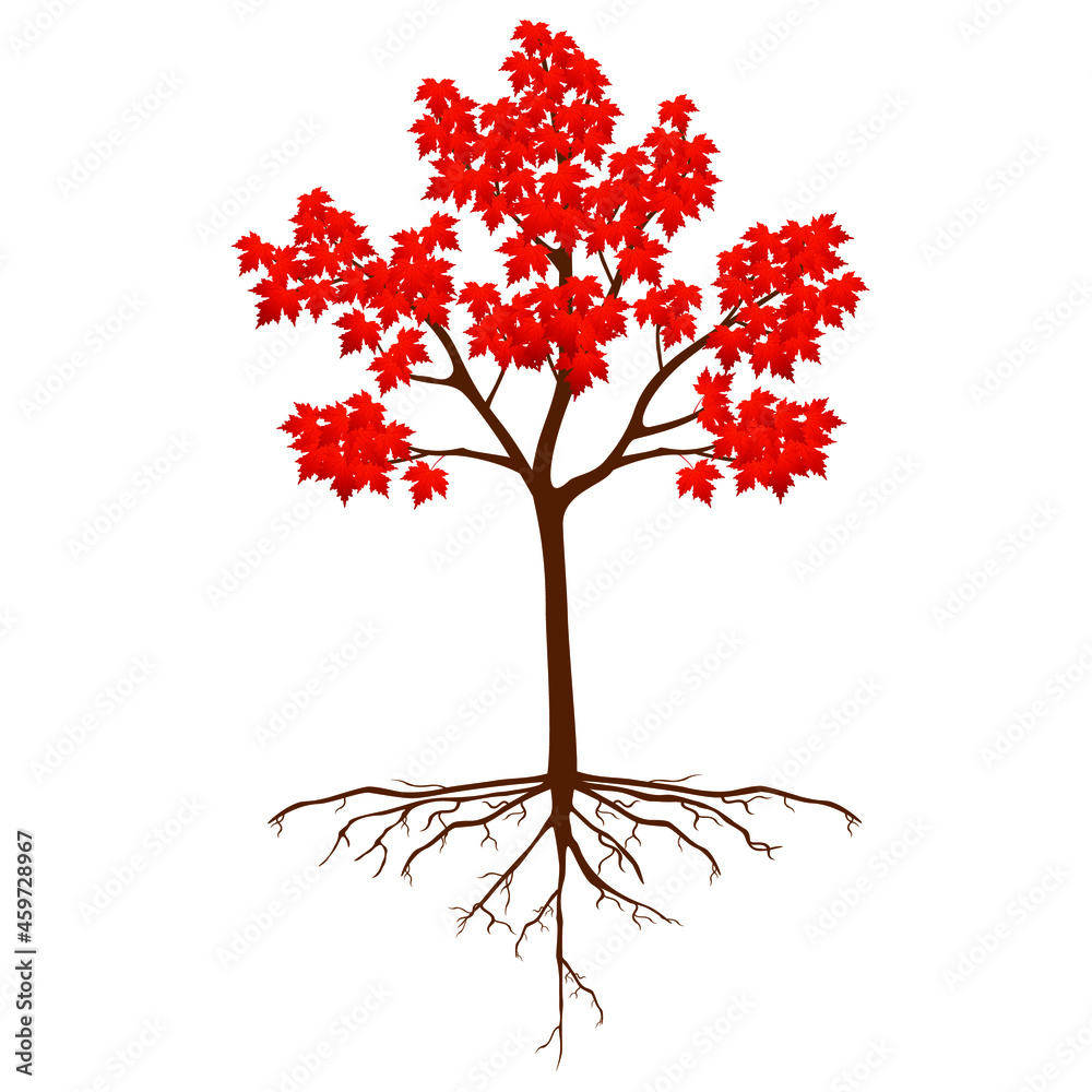 Canvas Prints sugar maple tree with roots on a white background.