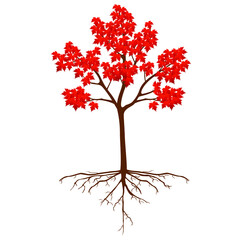 Fototapeta premium Sugar maple tree with roots on a white background.
