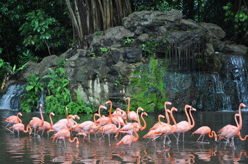 Pink Flamingos moving across the lake