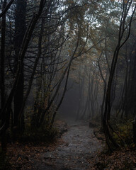 a path in a dark autumn forest on a rainy day