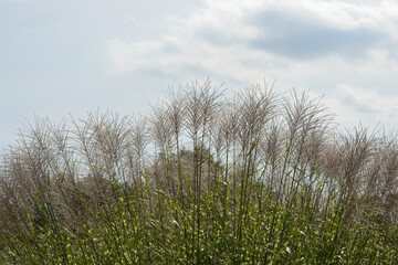 Obraz premium grass in the wind