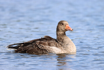Greylag Goose