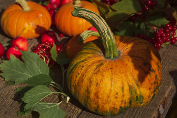 Orange pumpkins on the table in the garden