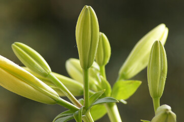 Nahaufnahme Lilie Blüte geschlossen freigestellt 