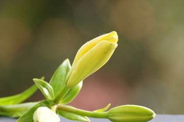Obraz premium Nahaufnahme Lilie Blüte geschlossen freigestellt 