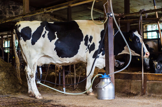 Cow milking mechanized milking equipment.