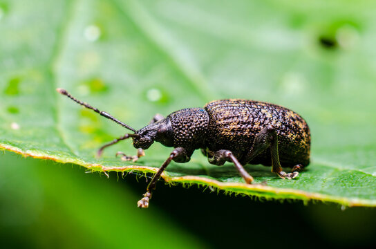 Black vine weevil (Otiorhynchus sulcatus) is an insect native to Europe but common in North America as well. It is a pest of many garden plants.