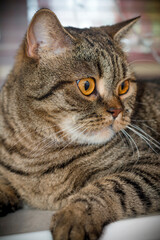 Scottish Fold, domestic tabby cat, with yellow eyes, close-up