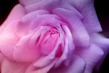 Close-up of a beautiful pink rose in a garden
