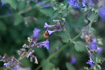  Purple flowers and bee collecting nectar and pollinating the lilac bush.