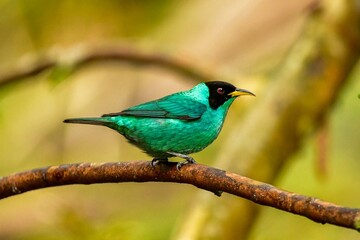 sai verde