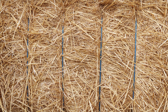 Natural background with hay and straw for  interior or for postcard with hay and straw with large  chaffs of hay and straw or for background of hay and straw with place for text about ecology