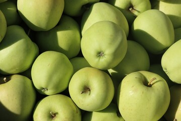 La pomme d'or. 