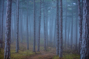 misty autumn forest  in the morning