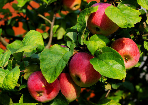 Red apples on a tree close-up. Ripe apples on a branch. Apple harvest. Juicy beautiful fruits on the tree. Apples of the Oryol striped variety.