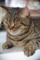 Scottish Fold, domestic tabby cat, with yellow eyes, close-up