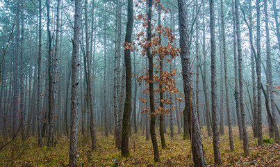 Obraz premium misty autumn forest in the morning 
