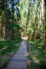 Fototapeta na wymiar Wooden decks for easy walking in the forest. Ecological trail Komarovsky Bereg. Resort area. St. Petersburg. Russia