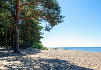 The coast of the Gulf of Finland near the resort village of Komarovo. Ecological trail Komarovsky Bereg. St. Petersburg. Russia