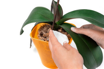 A hand with a cotton pad wipes a leaf of the phalaenopsis orchid in an orange pot on a white...