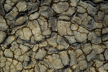 Dried earth with cracks on summer sunny day