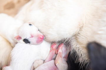 Close-up of puppy with mother dog at home. Dog breastfeeding puppies. Puppies sucking breast with milk from his mom.