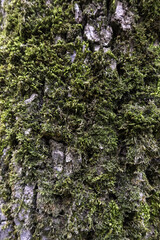 Tree bark with moss