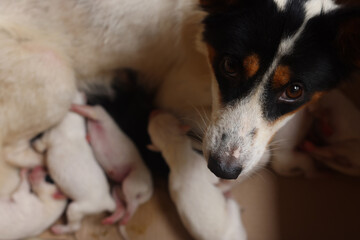 Close-up of puppy with mother dog at home. Dog breastfeeding puppies. Puppies sucking breast with milk from his mom.