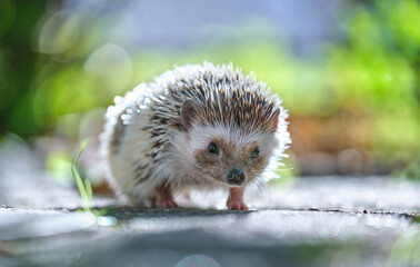 Small african hedgehog pet on green grass outdoors on summer day. Keeping domestic animals and caring for pets concept.