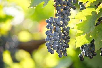 Blue grape branch growing in vine yard in autumn garden.