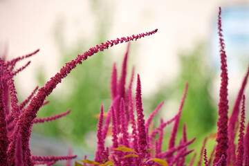 Indian red amaranth plant growing in summer garden. Leaf vegetable, cereal and ornamental plant, source of proteins and amino acids.