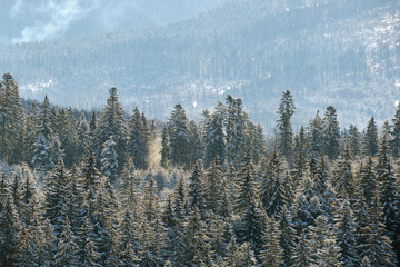 Bright landscape with tall evergreen pine trees during heavy snowfall in winter mountain forest on cold bright day.