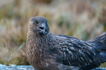Obraz premium Close portrait of the Great Skua (Catharacta skua).