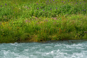 Flower field close to the river banks.